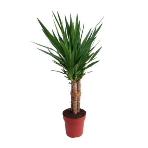 Yucca "Tres Cañas" 50stam P24 - Ø24cm - ↕120cm