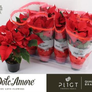 Poinsettia Rood P12 Dolc'Amore® - Ø12cm - ↕30cm