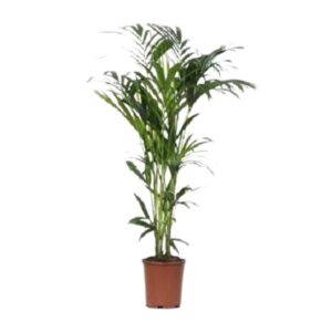 Howea - Ø24cm - ↕140cm