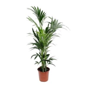 Howea - Ø24cm - ↕170cm