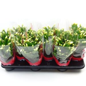 Schlumbergera 10.5 Cm Wit - Ø10,5cm - ↕30cm