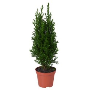 Ellwoodii Groen - Ø9cm - ↕35cm