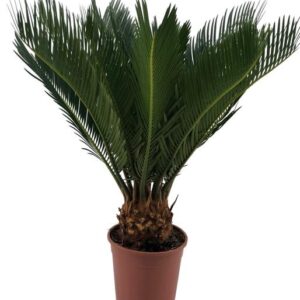 Cycas Revoluta 10+ Blad - Ø12cm - ↕45cm