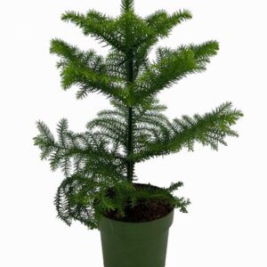 Araucaria - Ø14cm - ↕38cm