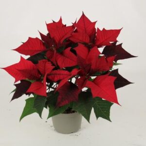Kayla Red "Special Leaves" 13cm - Ø13cm - ↕30cm