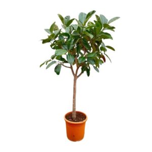 Ficus Elastica Robusta op stam - 190cm - ø40