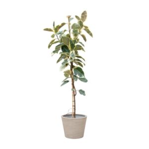Ficus Tineke Op Stam - 220cm - ø40