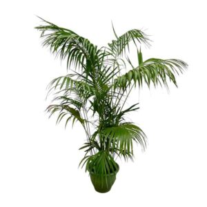 Kentia Palm XXL - 260cm - ø32-40cm
