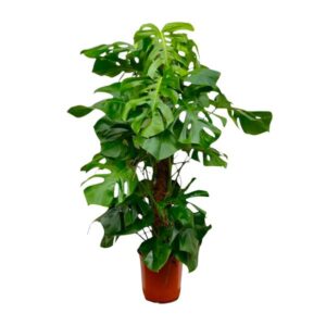 Monstera Deliciosa XXL - 140cm - ⌀27