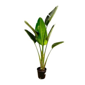Strelitzia Augusta - 180cm - ⌀24-27cm