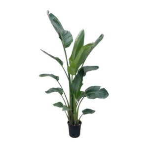 Strelitzia Nicolai XXL - 190 - 225 cm - ø34-45