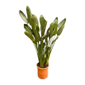 Strelitzia Reginae XXL - 180cm - ø50