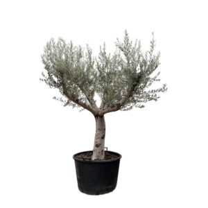 Olea Europaea Cultivo - 250cm- Ø80