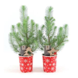 Pinus Pinea 'Silver Crest' in Cup X-Mas Deco + Deco Tree/Star - 2 stuks - Ø11cm - ↕35cm