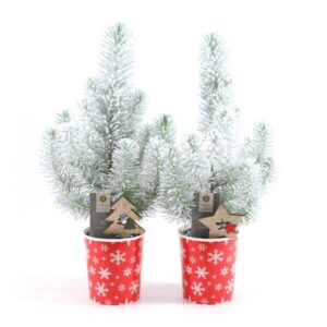 Pinus Pinea 'Silver Crest' in Cup X-Mas Deco + Snow + Deco Tree/Star - 2 stuks - Ø11cm - ↕35cm