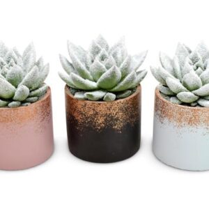 Echeveria Natural + Snow in Lara Ceramics - 3 stuks - Ø8,5cm - ↕11cm