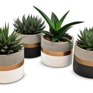 Aloe-Haworthia in Gold Band Ceramics - 4 stuks - Ø10,5cm - ↕14cm