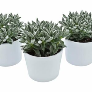 Tarantula + Snow in Lina Ceramics - 3 stuks - Ø10,5cm - ↕14cm