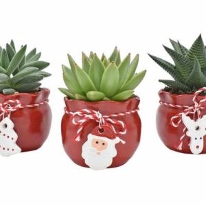 Succulents in Xmas Santa's Bag - 3 stuks - Ø6cm - ↕9cm