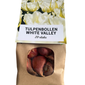 Tulpenbollen White Valley – 20 Stuks | KH Bloembollen® | Witte Tulp – Fris, Elegant & Tijdloos – Voor Tuin of Pot – Maat 11/12 – Vers van de Teler