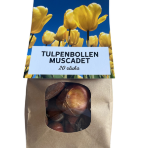Muscadet - Tulpenbollen 20 stuks