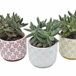 Tarantula Glitter in Xmas White + Stars - 3 stuks - Ø8,5cm - ↕13cm