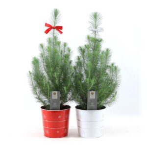 Pinus Pinea 'Silver Crest' in Zinc X-mas Duo + Bow - 2 stuks - Ø19cm - ↕50cm