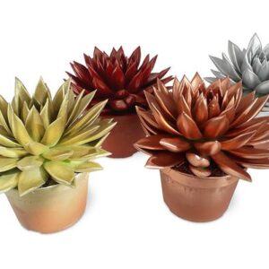 Echeveria Coloured Xmas Mix - 4 stuks - Ø15cm - ↕18cm
