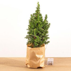 Mini-kerstboom - Chamaecyparis - 25-30 cm hoog + Verlichting