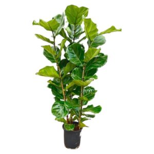 Ficus Lyrata struik - 140 cm - Ø27
