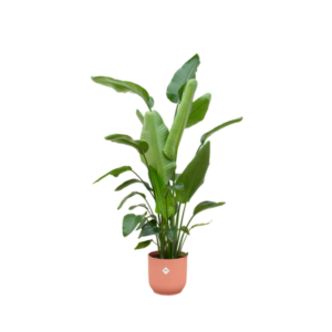 Combi deal - Strelitzia Nicolai inclusief elho Vibes Fold Round roze Ø30 - 170 cm