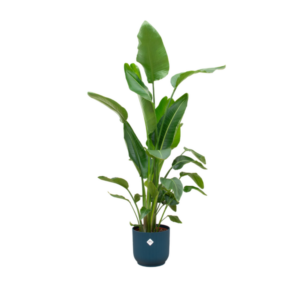 Combi deal - Strelitzia Nicolai inclusief elho Vibes Fold Round blauw Ø30 - 170 cm