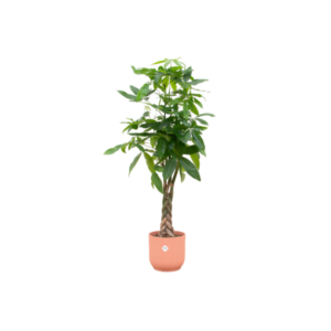 Combi deal - Pachira Aquatica inclusief elho Vibes Fold Round roze Ø30 - 150 cm