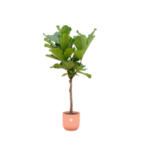 Combi deal - Ficus Lyrata op stam inclusief elho Vibes Fold Round roze Ø30 - 150 cm