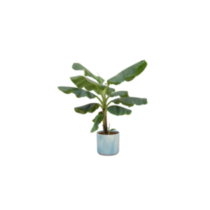 Combi deal - Bananenplant (Musa) inclusief Ocean Round atlantisch blauw Ø22 - 90 cm