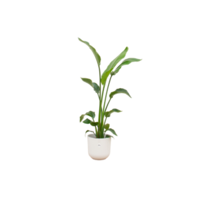Combi deal - Strelitzia Nicolai inclusief elho Jazz Round wit Ø23 - 120 cm