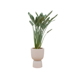 Combi deal - Strelitzia Reginae inclusief elho Amber Coupe beige Ø41 - 190 cm