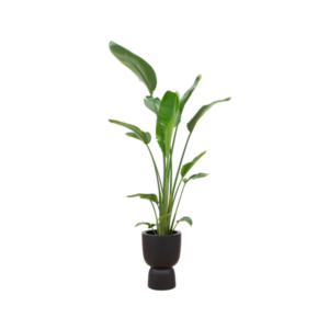 Combi deal - Strelitzia Augusta multi stam inclusief elho Amber Coupe zwart Ø35 - 210 cm