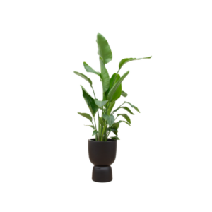 Combi deal - Strelitzia Nicolai inclusief elho Amber Coupe zwart Ø35 - 200 cm