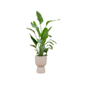 Combi deal - Strelitzia Nicolai inclusief elho Amber Coupe beige Ø35 - 200 cm