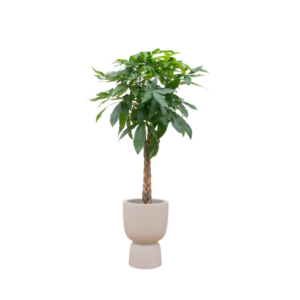 Combi deal - Pachira Aquatica inclusief elho Amber Coupe beige Ø41 - 210 cm