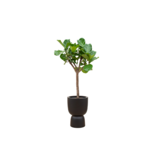 Combi deal - Ficus Lyrata boom inclusief elho Amber Coupe zwart Ø41 - 210 cm