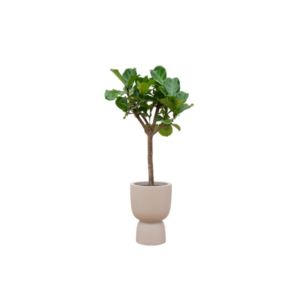 Combi deal - Ficus Lyrata boom inclusief elho Amber Coupe beige Ø41 - 210 cm