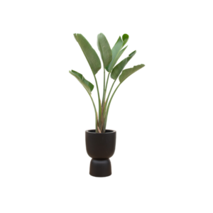 Combi deal - Strelitzia Augusta inclusief elho Amber Coupe zwart Ø41 - 210 cm