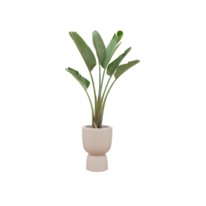 Combi deal - Strelitzia Augusta inclusief elho Amber Coupe beige Ø41 - 210 cm