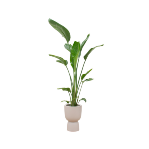 Combi deal - Strelitzia Augusta multi stam inclusief elho Amber Coupe beige Ø35 - 210 cm