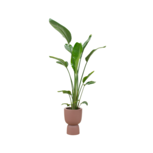 Combi deal - Strelitzia Augusta multi stam inclusief elho Amber Coupe bruin Ø35 - 210 cm