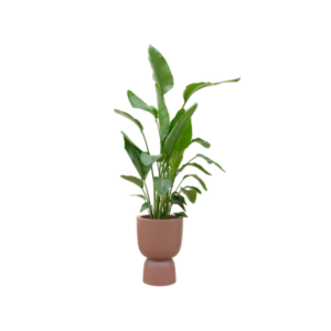 Combi deal - Strelitzia Nicolai inclusief elho Amber Coupe bruin Ø35 - 200 cm