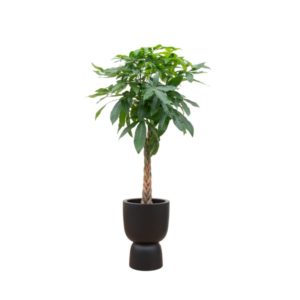 Combi deal - Pachira Aquatica inclusief elho Amber Coupe zwart Ø41 - 210 cm