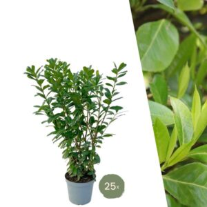Grote Laurierkers Planten Novita voor 10 strekkende meter haag | - 12L - 25 x | ↨ 100-125 cm